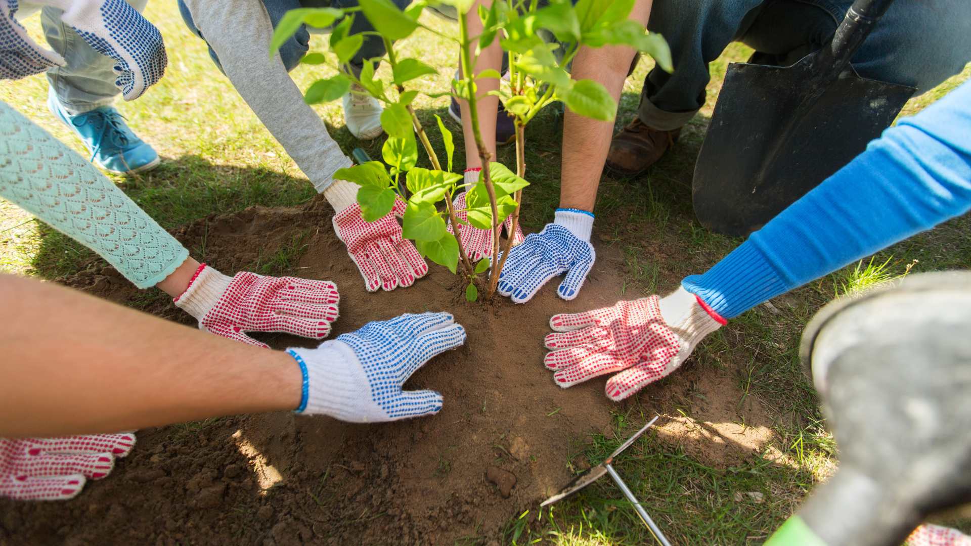 Vacation Rentals in Plantation for MLK Day of Service: Volunteer Tree Planting 2025.